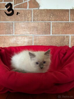RAGDOLL - 6