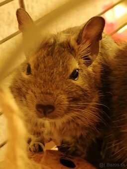 Osmák Degu - 6