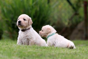 Zlatý retriever/ Golden retriever - 6