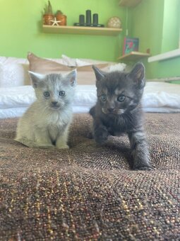 1/2 Mainská mývalia mačka/kocúr (Maine Coon) - 6
