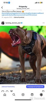 Bandog, Molos, Mastif - 6