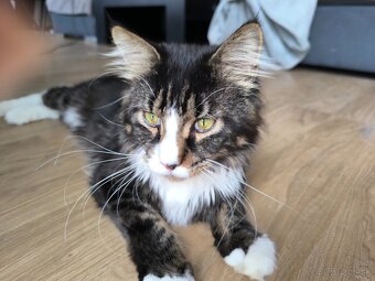 Ponukam na krytie kocura- Maine coon - 6