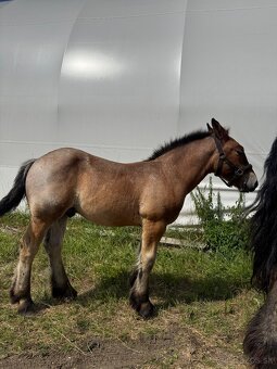 Arden kobyla +zrieba - 6