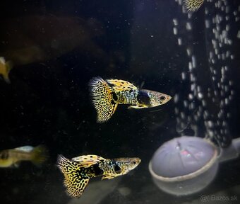 Guppy_čisté formy - 6
