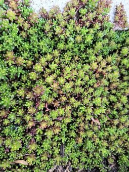 Krásne rozchodniky - trvalky vhodné do skalky alebo záhradky - 6