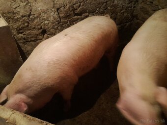 Predam ošipanu . Krmnika - 6