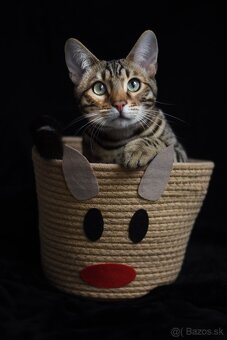 Bengálsky kocúr s PP na krytie - 6