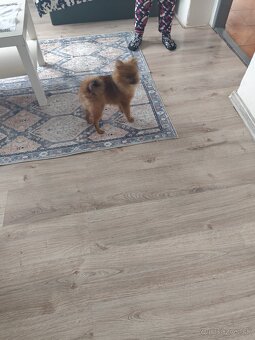 Prefam 6mesacneho spica pomerian - 6