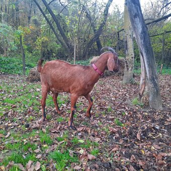 100% AN koza pripustená - 6