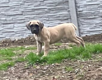 Boerboel štěně FCI pp - 6