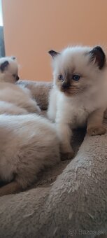Ragdoll mačiatka, mačka - 6