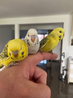 Andulka mlada Maznačik - 6