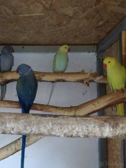 Alexander malý. - 6