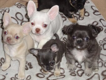 civava krátkosrstá,dlhosrstá. - 6