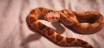 Velhad kralovsky sunglow - 6