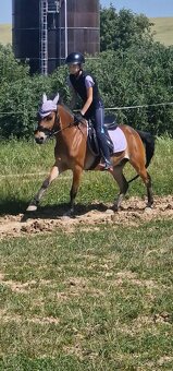 Sportovy pony - 6