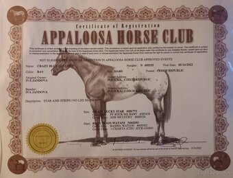Tříletá klisna Appaloosa - 6