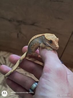 Pagekón riasnaty / Gekončik čínsky (Goniurosaurus hainanensi - 6