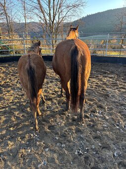 APH Žrebček DUN - 6