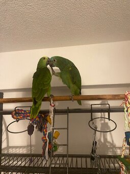 Amazoňan modročelý - 6