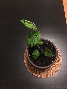 monstera adansonii - 6