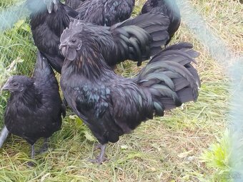 Ayam cemani kohúti - 6