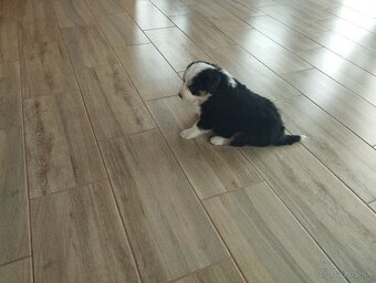 Šteniatko kríženca britského zákazníckeho pda - 6