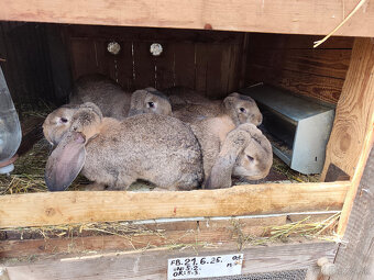 Predám francúzskych baranov - 6