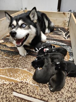 Sibirsky Husky - 6
