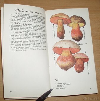 Naše huby - 6