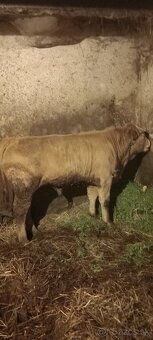 Predám jalovicu a býka - 6