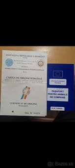 Rumunsky ovciak, Bukovina - 6