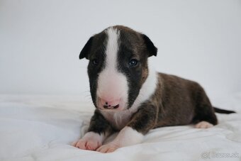 Bull terrier / Bullterier / Bulteriér šteniatka s PP - 6