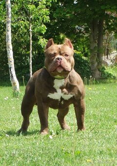 American bully - 6