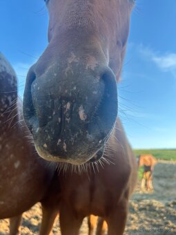 Appaloosa s pp - 6