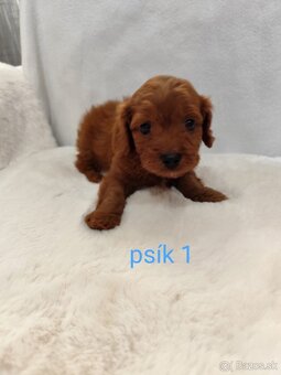 Cavapoo - 6