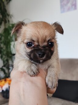 Čivava dlhosrstá, chihuahua, Solubist Dog KENNEL 💙💙 2 boy - 6