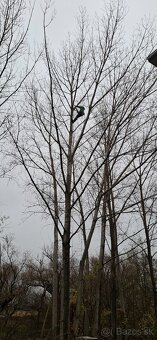 Celoročný odborný orez a výrez stromov - 6