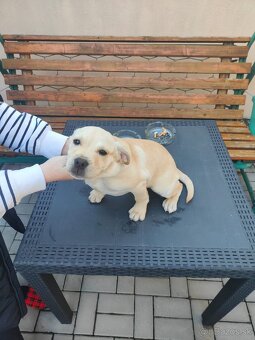 Darujem steniatko - 6