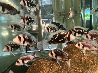 Cyphotilapia frontoza - 6