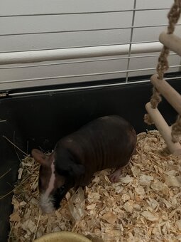 Skiny morciatlo - 6