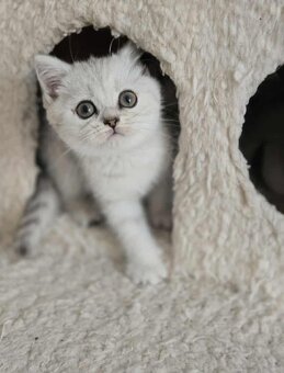 Britské mačiatka chinchilla - 6