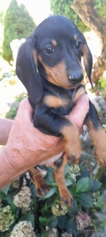 Jazvečík krátkosrstý merle - 6