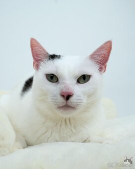 Kocúrik NEMO hľadá domov - 6