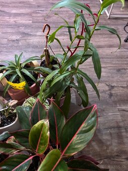 Zbierka izbových rastlín - 6