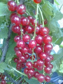josta, goji, čierne červené ríbezle , egreš ,černice. - 6