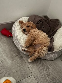 Krytie maltipoo - 6