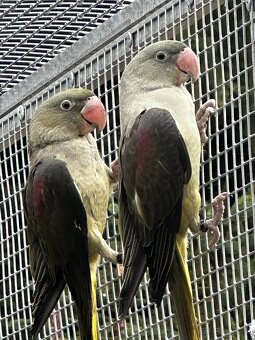Alexandr velký - BRONZE, ŠEDOZELENÝ - 6