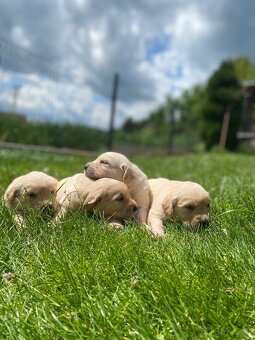 Zlatý Retriever - 6
