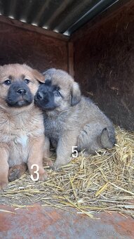 predám 7-týždňové šteniatka - 6